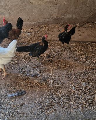 Galletti Giovani Varietà di Razze e Schiusa Natur