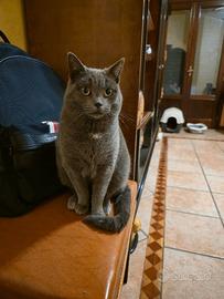 Gatto certosino o korat