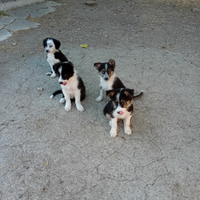 Disponibili cuccioli di border collie