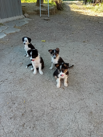 Disponibili cuccioli di border collie