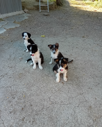 Disponibili cuccioli di border collie
