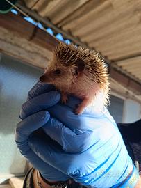 Riccio africano domestico (cucciolo) - dolcissimo