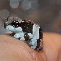 Disponibili milkfrogs e rane toro