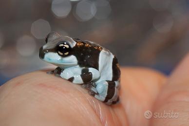 Disponibili milkfrogs e rane toro