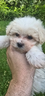 teneri-e-dolcissimi-maltipoo