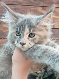 Maine Coon