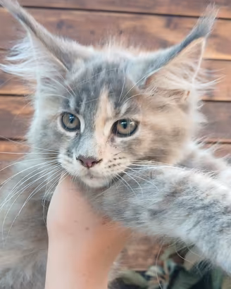 Maine Coon