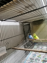 Coccorite di vari colori