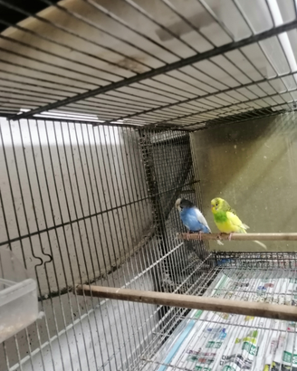 Coccorite di vari colori