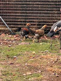 Coppia galline brahma