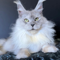 Maine coon femmina