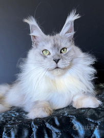 Maine coon femmina