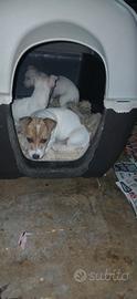 Jack russell nani a zampa corta