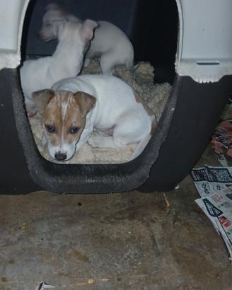Jack russell nani a zampa corta