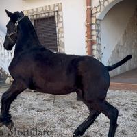 Puledra frisone super barocca