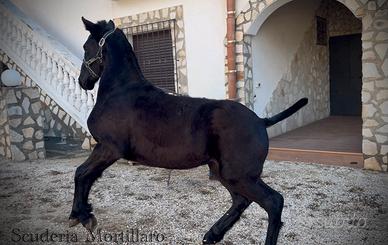 Puledra frisone super barocca