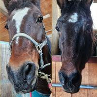 Cavalli in fida/mezza fida