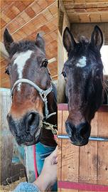 Cavalli in fida/mezza fida