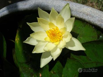 ninfea gialla nana 1 pianta Pygmaea Helvola