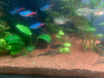Acquario tropicale con pesci