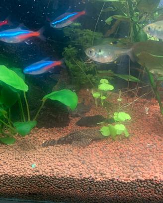 Acquario tropicale con pesci