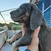 Cuccioli cane corso