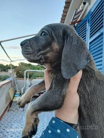 Cuccioli cane corso