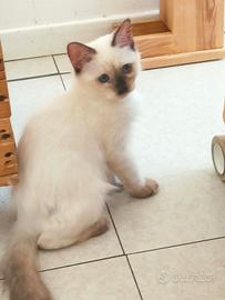 Ragdoll