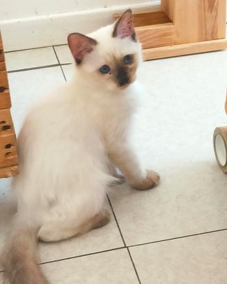 Ragdoll