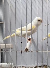 Canarini giallo mosaico