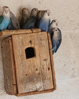 Inseparabili da voliera