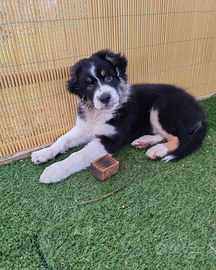 Cucciolo pastore australiano