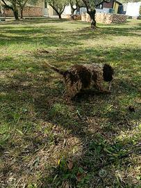 Lagotto Romagnolo roano