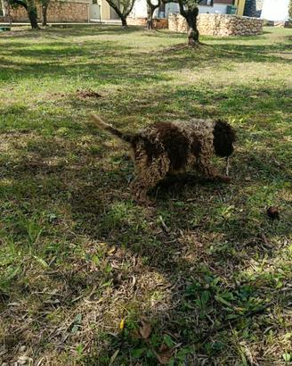 Lagotto Romagnolo roano