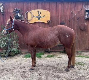 Quarter Horse femmina