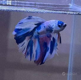 Betta multi colore