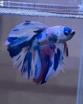 Betta multi colore