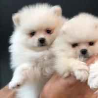 Spitz di Pomerania dolcissimi