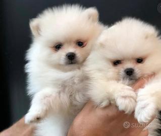 Spitz di Pomerania dolcissimi