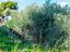 Immagine 12