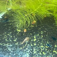 Gamberetti blu dream