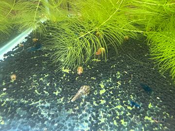 Gamberetti blu dream