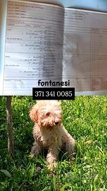 Lagotto romagnolo