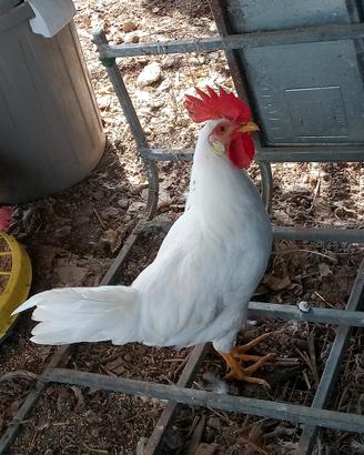 Gallo livornese bianco
