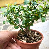 Bonsai PRUNUS MUME