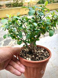 Bonsai PRUNUS MUME
