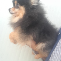 Pomerania black and tan