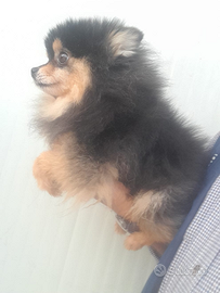 Pomerania black and tan