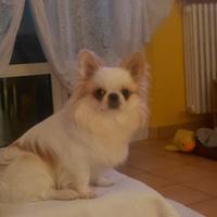 Chihuahua maschio pelo lungo per accoppiamento