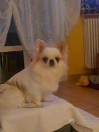 Chihuahua maschio pelo lungo per accoppiamento